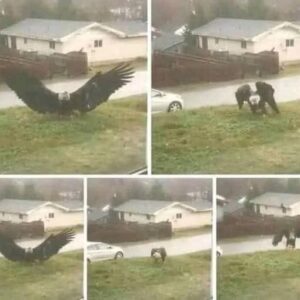 Wildlife Experts Examine Unusual Raptor Sightings in the Rio Grande Valley